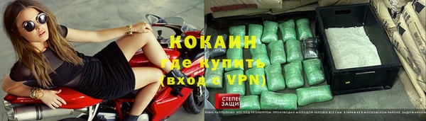 прущие грибы Новозыбков