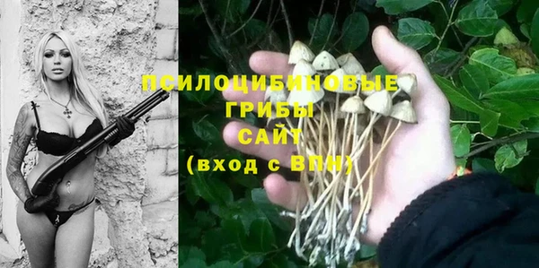 прущие грибы Новозыбков